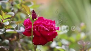 红茶玫瑰在花园里盛开。